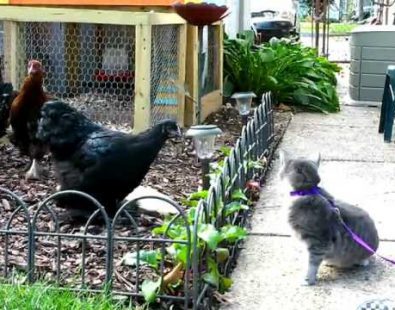 Chloe Cat & the Chickens