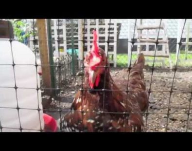 Cluck Med: Our Chicken Spa