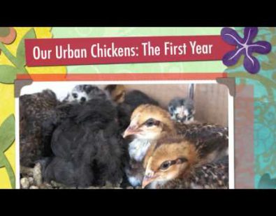 Our Backyard Chickens: The First Year