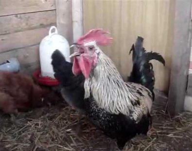 Death Metal Rooster