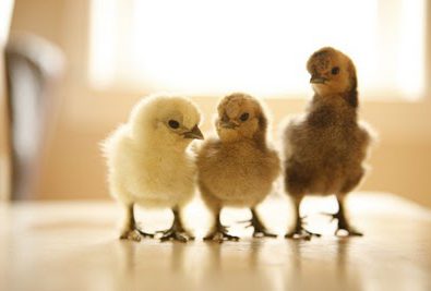Our Silkie Chicks: From "Awww" to "Oh My!"