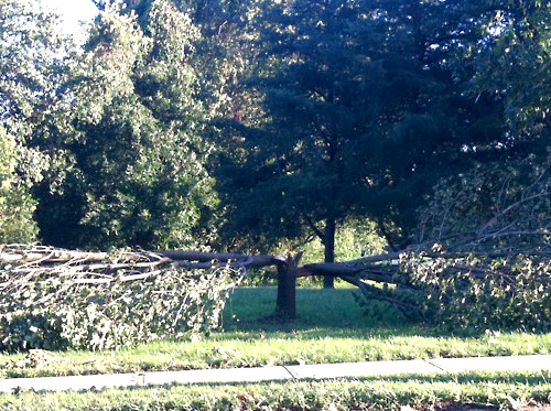 hurricane sandy broken lightning strike tree bexlife